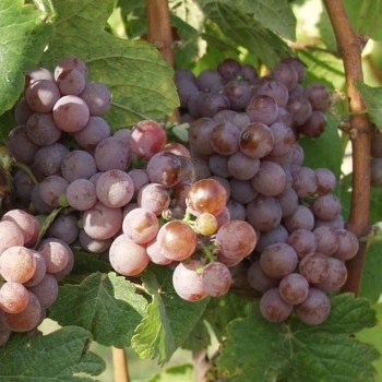 Bílé víno Pálava 2021 - výběr z hroznů ze ZD Sedlec