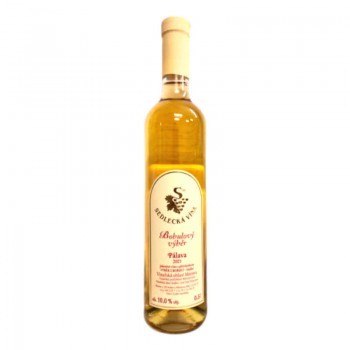 Białe wino Palava 2021 - wybór jagód z ZD Sedlec