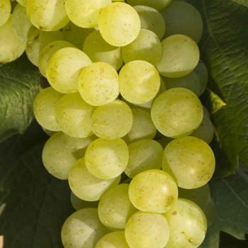 Biele víno Bouvier hrozno 2020 - neskorý zber zo ZD Sedlec