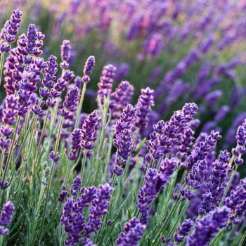 Lavender syrup Naturprodukt